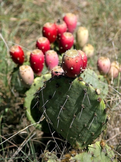Devostock Cactus beautiful  (35)