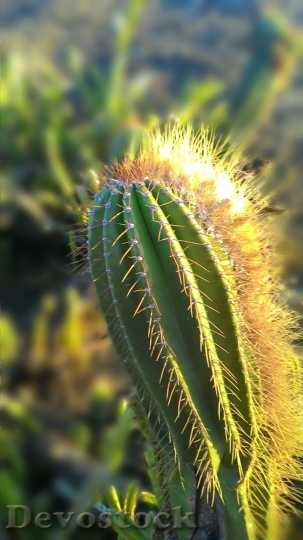 Devostock Cactus beautiful  (350)