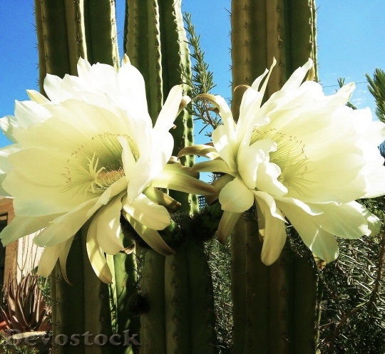 Devostock Cactus beautiful  (354)