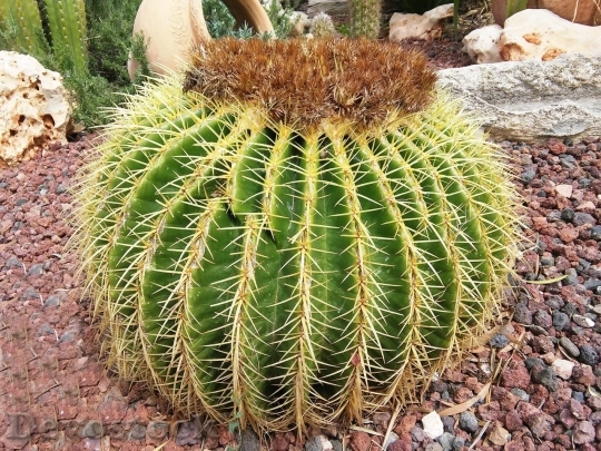 Devostock Cactus beautiful  (355)