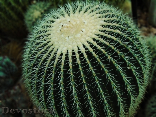 Devostock Cactus beautiful  (358)