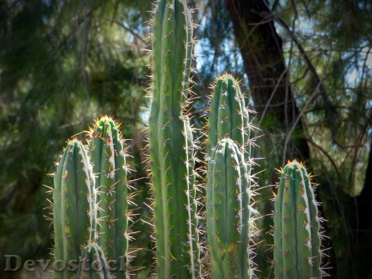 Devostock Cactus beautiful  (359)