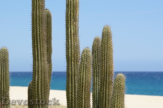 Devostock Cactus beautiful  (364)