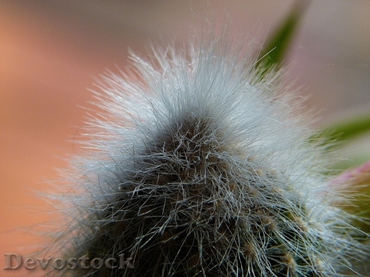 Devostock Cactus beautiful  (365)