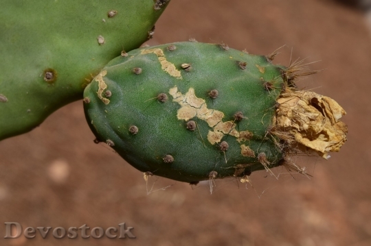 Devostock Cactus beautiful  (368)
