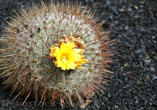 Devostock Cactus beautiful  (377)