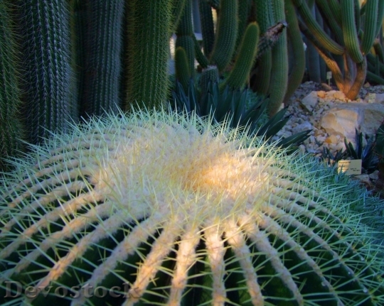 Devostock Cactus beautiful  (378)