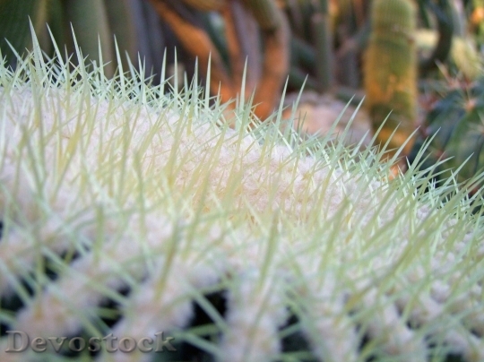 Devostock Cactus beautiful  (379)