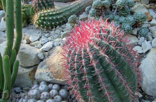 Devostock Cactus beautiful  (380)