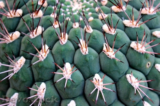 Devostock Cactus beautiful  (381)