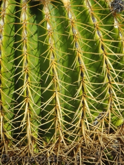 Devostock Cactus beautiful  (385)