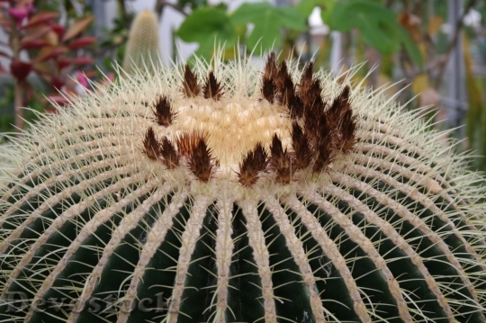 Devostock Cactus beautiful  (386)