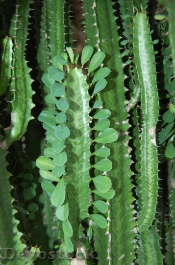 Devostock Cactus beautiful  (387)
