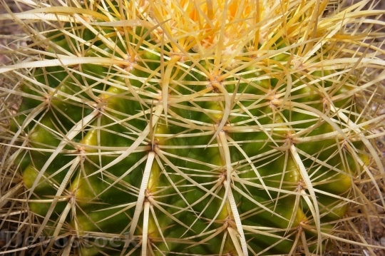 Devostock Cactus beautiful  (388)