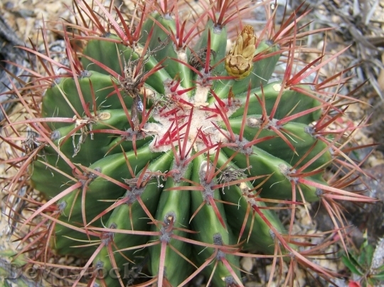 Devostock Cactus beautiful  (39)
