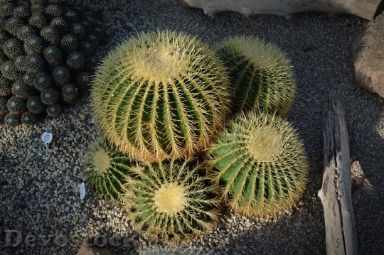 Devostock Cactus beautiful  (394)