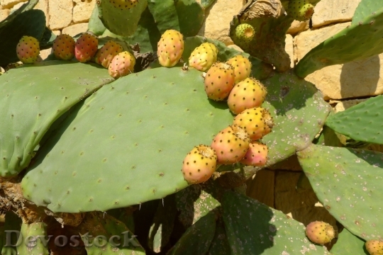 Devostock Cactus beautiful  (395)