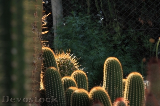 Devostock Cactus beautiful  (397)