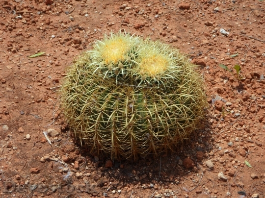 Devostock Cactus beautiful  (4)