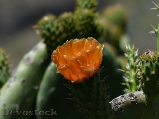 Devostock Cactus beautiful  (40)