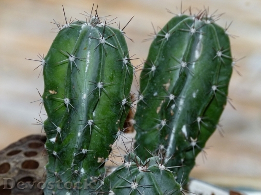 Devostock Cactus beautiful  (400)