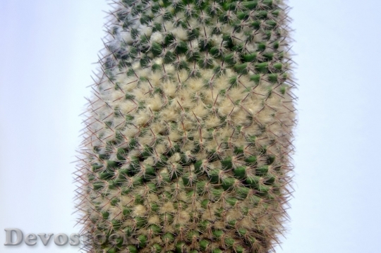 Devostock Cactus beautiful  (402)