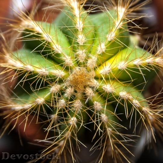 Devostock Cactus beautiful  (404)