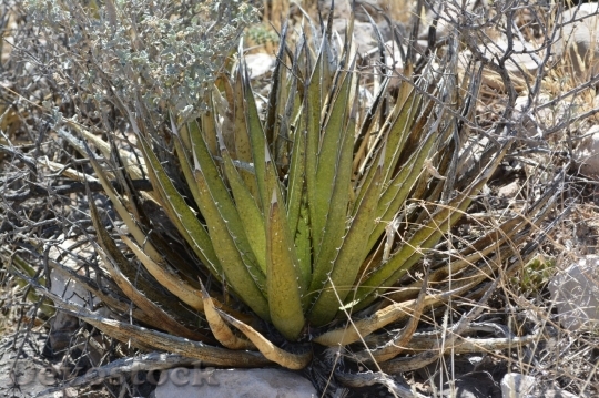 Devostock Cactus beautiful  (409)