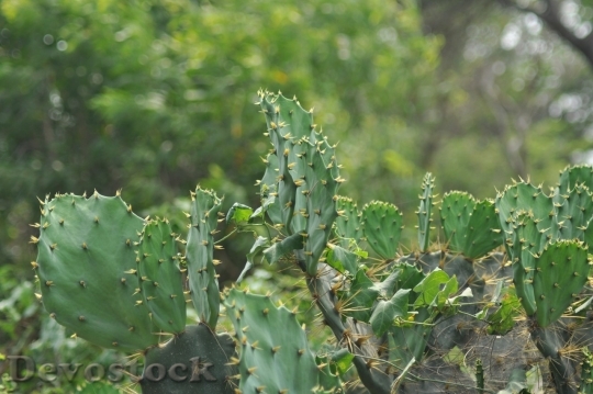 Devostock Cactus beautiful  (410)