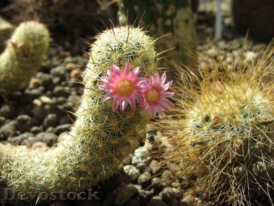 Devostock Cactus beautiful  (411)