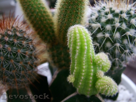 Devostock Cactus beautiful  (414)