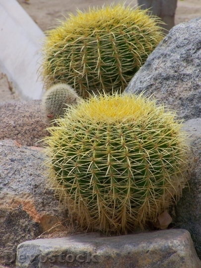 Devostock Cactus beautiful  (415)