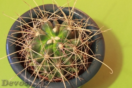 Devostock Cactus beautiful  (418)