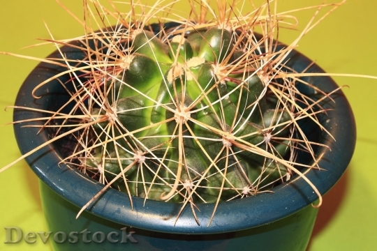 Devostock Cactus beautiful  (419)
