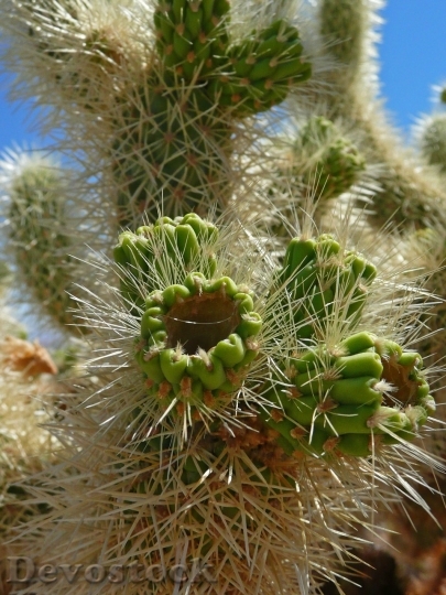 Devostock Cactus beautiful  (421)
