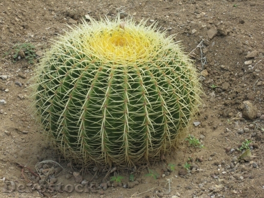 Devostock Cactus beautiful  (424)
