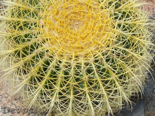 Devostock Cactus beautiful  (426)