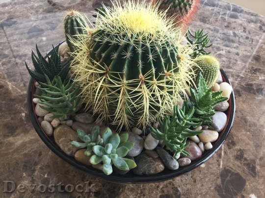Devostock Cactus beautiful  (429)