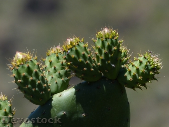 Devostock Cactus beautiful  (43)