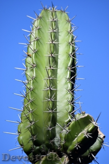 Devostock Cactus beautiful  (431)
