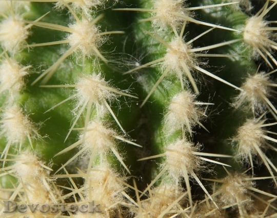 Devostock Cactus beautiful  (432)