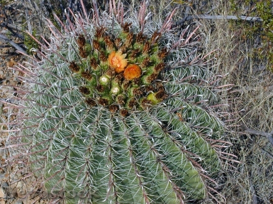 Devostock Cactus beautiful  (433)