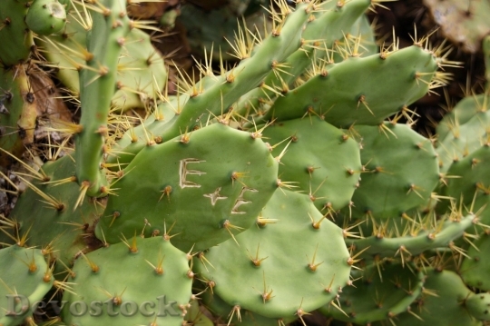 Devostock Cactus beautiful  (434)
