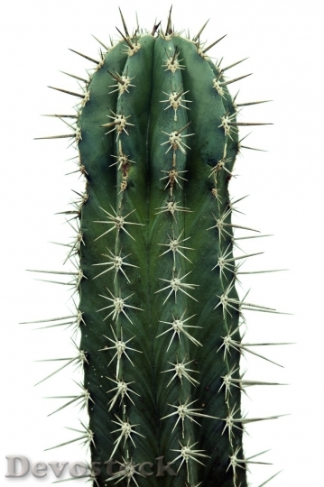 Devostock Cactus beautiful  (435)