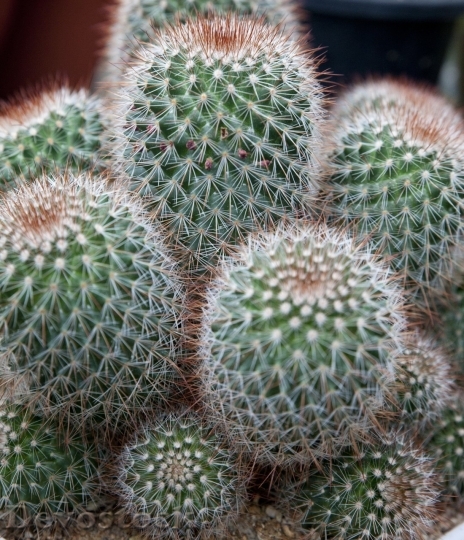 Devostock Cactus beautiful  (437)