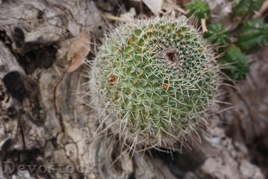 Devostock Cactus beautiful  (438)