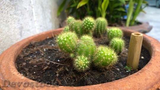 Devostock Cactus beautiful  (439)