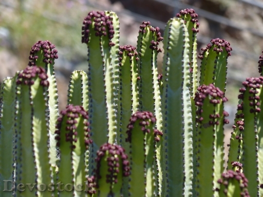 Devostock Cactus beautiful  (44)