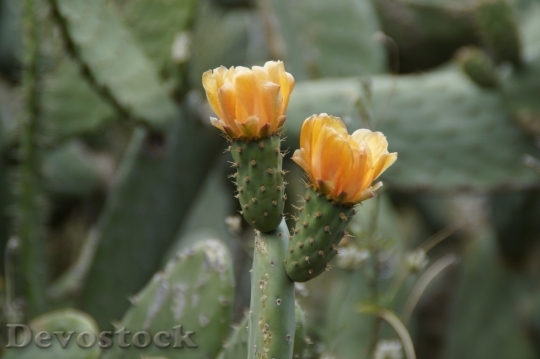 Devostock Cactus beautiful  (440)