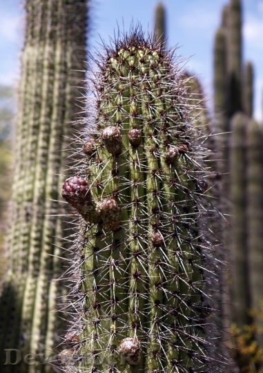 Devostock Cactus beautiful  (442)